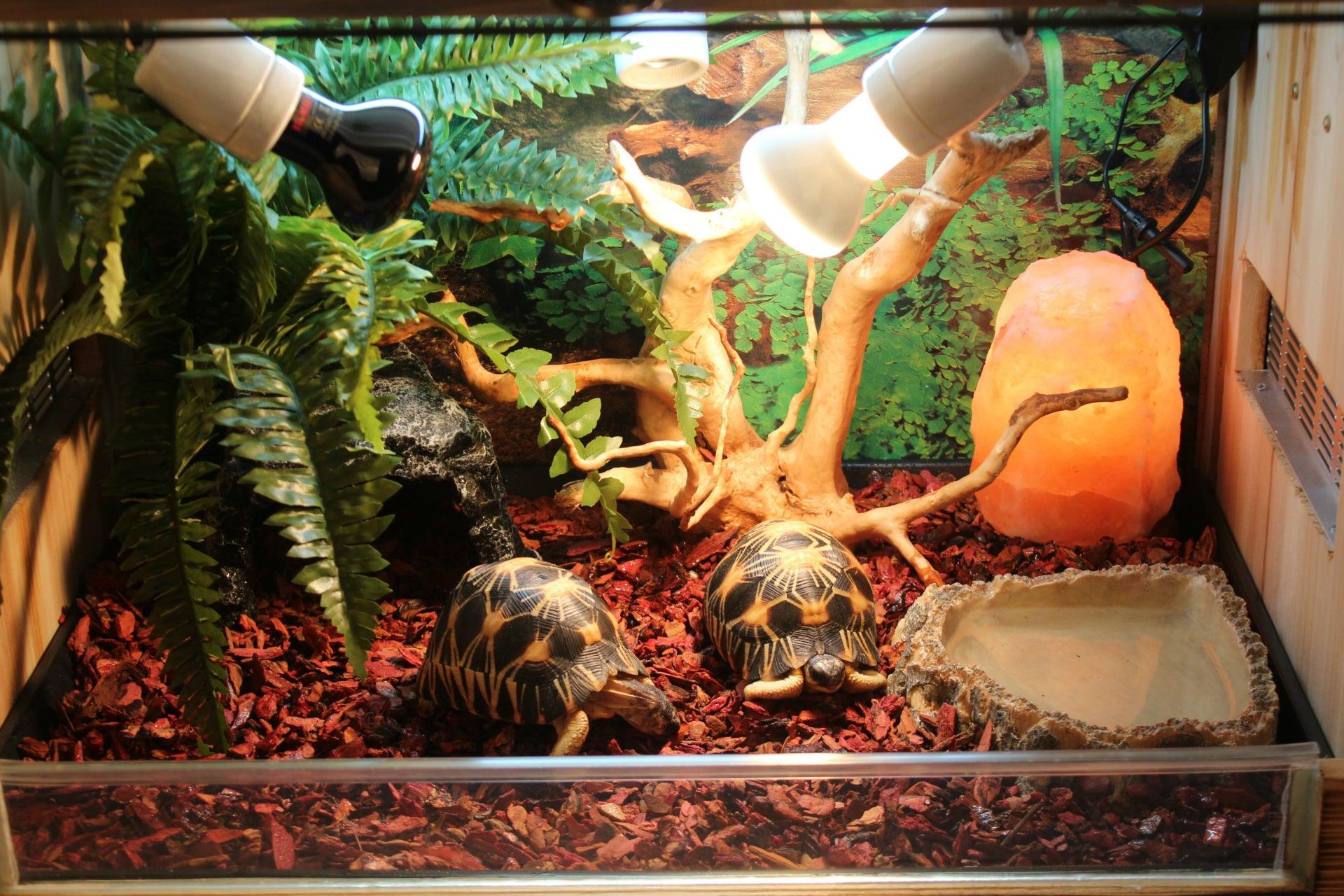 Resin Reptile Hideout Cave - Big Mouth Edition-1